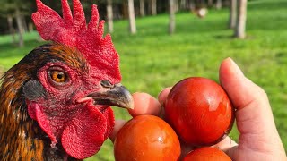 Les meilleures poules pondeuses  La poule Marans [upl. by Calvert]