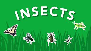 What Is an Insect Smithsonian Video for Kids [upl. by Etnoid465]