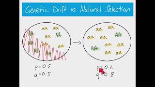 A2 Biology  Genetic drift [upl. by Natsirc301]