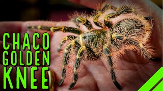 Chaco Golden Knee Tarantula Grammostola pulchripes Care amp Husbandry [upl. by Fisa]