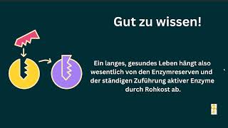 Enzyme Bauchspeicheldrüse Leber Rohkost Helmut Wandmaker Obst essen [upl. by Gordan]