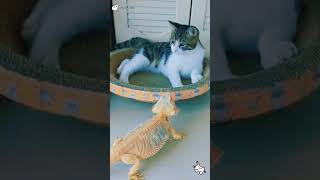 Scaredy cat😂😂😂pets funnypet cat [upl. by Anees]