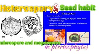 biology  Heterospory and Seed habit  inpteridophytes [upl. by Naitsihc]