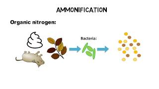 What is TKN ammonia ammonium  nitrogen cycle [upl. by Beryl]