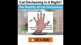 Cat Declawing Is it Right  This is what it does [upl. by Eednas]