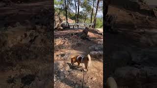 🤭 dog shiba cutedog pets funnydogs doglover videoshorts happydog animals cute [upl. by Sclar]