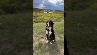 Managing Benny’s collapsed trachea dogcare bernesemountaindog dogshorts doglover dogs dog [upl. by Orteip]