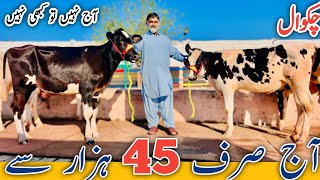 Chakwal  Top class Friesian cross Heifers  Low prices  No1 Breeder of Pakistan [upl. by Ysdnil]