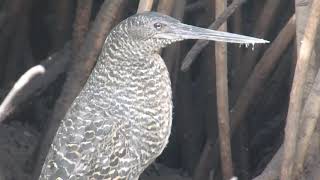 Whitecrested Tiger Heron  Remco Hofland [upl. by Toy]