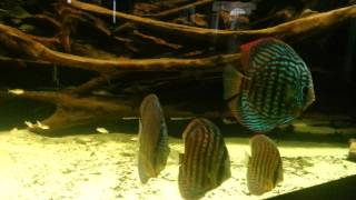 DISCUS FISH AND ANGELFISH IN SUPER LARGE NATURAL TANK  Discus like in their natural habitat [upl. by Bibbie]