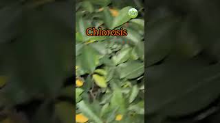 Chlorosis in Plants  shortvideo chlorosis azmiagriculture [upl. by Adnauq142]