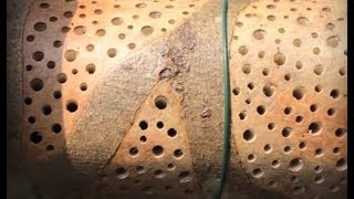 Monster Tree Trunk Bug Hotel  Habitat For LeafCutter Bees amp Insects  4K [upl. by Eleon]