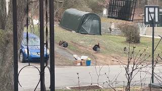 Turkeys in Archbald Pa Apr 6 2023 [upl. by Adok]