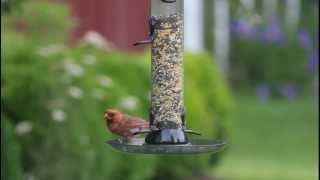 Droll Yankees – Onyx Clever Clean Sunflower or Mixed Seed Feeders [upl. by Ardnos940]