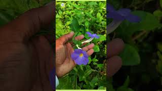 Thunbergiaerecta blueflowerplant blueflower plantinfo gardening [upl. by Pillihpnhoj]