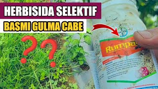 UJI COBA HERBISIDA RUMPAS BASMI GULMA TANAMAN CABE [upl. by Tallie]