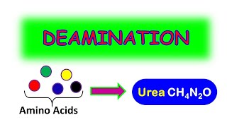 DEAMINATION MADE EASY [upl. by Nerad]