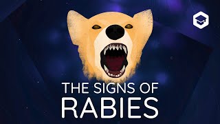 A master of deception  the signs of rabies in dogs [upl. by Eilahtan]