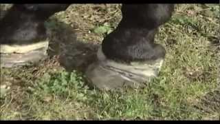 Equine Laminitis 2012 Update Part 2 from the Animal Health Foundation [upl. by Cassius]