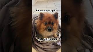 Geko please doge baby bear [upl. by Rockey]