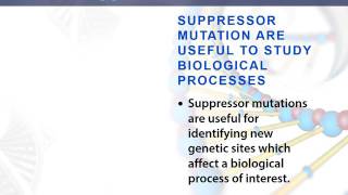 suppressor mutation [upl. by Berl464]