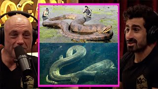 Whats The BIGGEST Anaconda Ever  Joe Rogan amp Paul Rosolie [upl. by Htebyram]