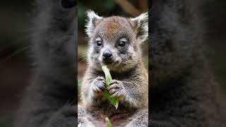 Cutest Koala Ever Watch This Adorable Baby Koala Enjoy Its Leaf Snack 🐨💚 [upl. by Marden]