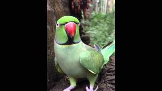 parrot talking malayalam in my home [upl. by Montagna966]