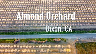 Blooming Almond Orchard in Dixon California  4K Aerial Shot [upl. by Ylra]