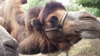 Das Trampeltier Camelus ferus Camel Kamel [upl. by Tiphany]