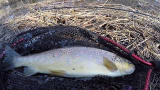 PstrÄ…g w lutym 2017  WÄ™dkarstwo spinningowe  FishUp  Tanta i czeburaszka [upl. by Redwine]