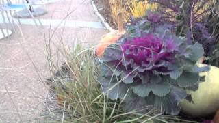 Brassica oleracea  Ornamental Kale [upl. by Udenihc533]