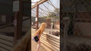 ostrich parc 🐥 montreal ostrichegg [upl. by Enar]