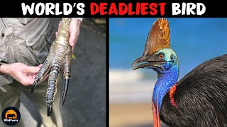 Cassowary – The World’s Deadliest Bird [upl. by Leitman]