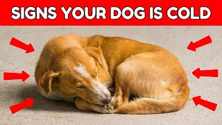 12 SIGNS That Your Dog is COLD 5 Tips To Warm Them [upl. by Hehre254]