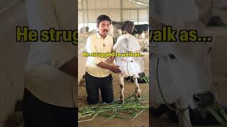 Virat means Braveness animals animalrescue virat rescued brave viral calf bull [upl. by Laflam517]