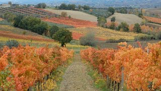 UMBRIA  FOLIAGE  COLORI AUTUNNALI  LE VIGNE  Full HD [upl. by Vial]