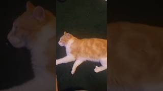 Im looking for a cat cat cats catlover shorts short youtubeshorts [upl. by Spring]