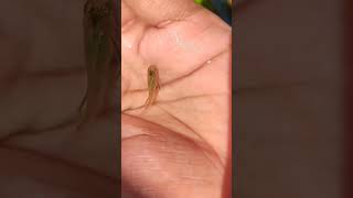 Fish Parasite😩 aquarium fish fishing guppy reels youtube parasite youtubeshorts viralvideo [upl. by Billat]