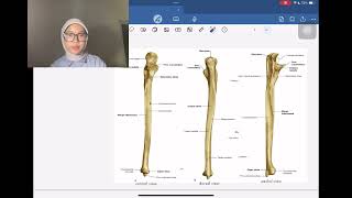 Anatomi Regio Antebrachium dan Manus [upl. by Ecreip653]