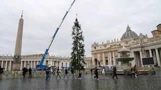 Árvore de Natal é preparada no Vaticano  AFP [upl. by Ainoyek]