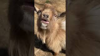 Billy Goat Fetti Winks shows off his tongue [upl. by Towny]