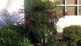 Nandina domestica  Heavenly BambooSacred Bamboo [upl. by Alegnatal394]