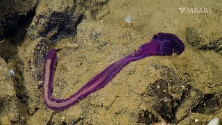 Meet the unsung climate heroes in the deep sea Acorn worms [upl. by Esdnil538]