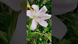 Crinum Lily🌼 [upl. by Anaitat]