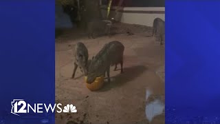 Not your normal porch pirates Javelinas feast on pumpkins left on front porch in Arizona [upl. by Ahsenrat]