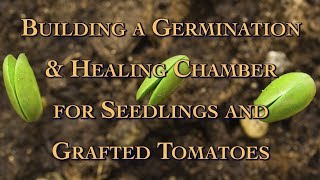 Building a Germination amp Healing Chamber for Seedlings and Grafted Tomatoes [upl. by Everest]