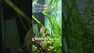 Vallisneria pearling  Planted Aquarium  Plants giving out oxygen  Aarav’s Aquatics aquascape [upl. by Dewees]