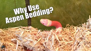 Why Aspen Makes a Great Bedding for Pet Snakes 🐍 [upl. by Airehs]