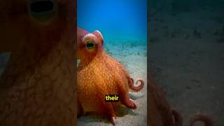 Octopus Mind Tricks The Most Unique Intelligence in the Ocean [upl. by Suckow]